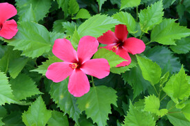 扶桑花