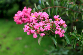 紫薇花
