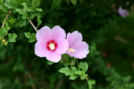 木槿花