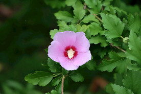 木槿花