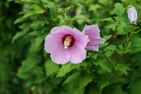 木槿花