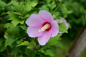 木槿花