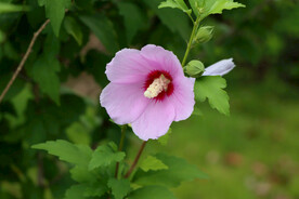 木槿花