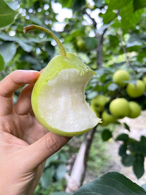 香梨