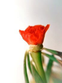 鲜花壁纸