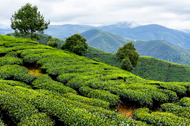 茶山