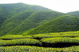 茶山