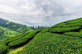 茶山