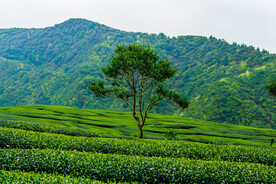 茶山
