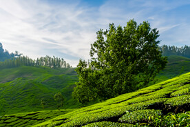 茶山