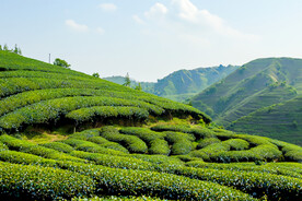 茶山