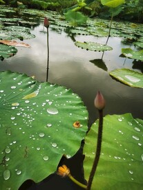 荷花池