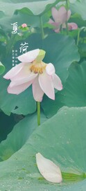 荷花