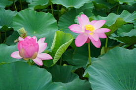盛夏的荷花荷叶