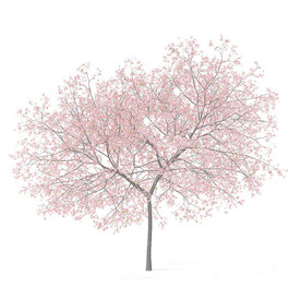 C4D模型 桃花树