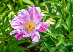芍药花开