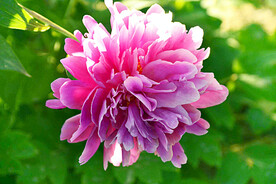 芍药花开