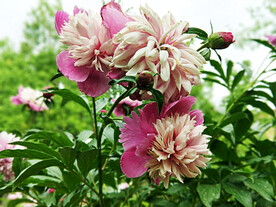 芍药花开