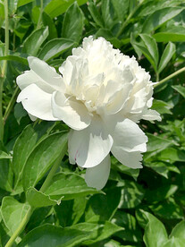 芍药花开