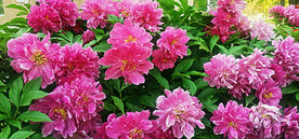 芍药花开