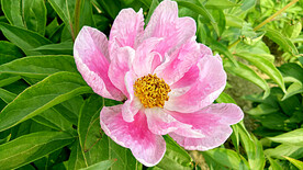 芍药花开