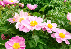 芍药花开
