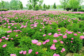 芍药花开