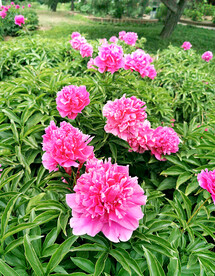 芍药花开