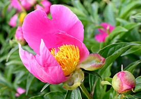 芍药花开