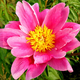 芍药花开