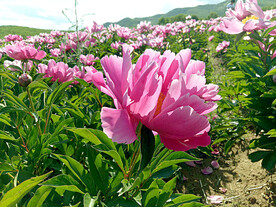 芍药花开