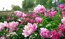 芍药花开