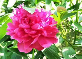 芍药花开