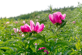 芍药花开