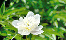 芍药花开
