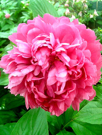 芍药花开
