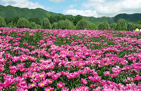 芍药花开