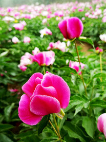 芍药花开