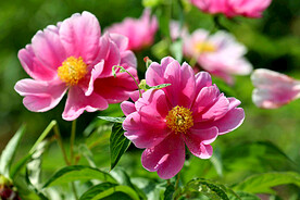 芍药花开