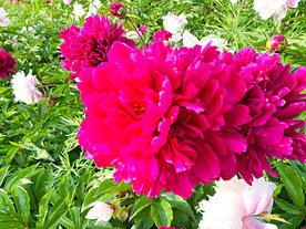 芍药花开