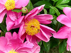芍药花开