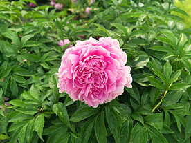芍药花开