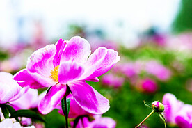 芍药花开