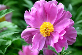 芍药花开
