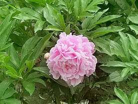 芍药花开