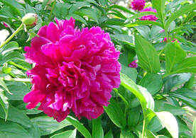 芍药花开