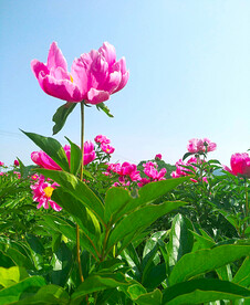 芍药花开