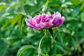 芍药花开