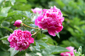 芍药花开
