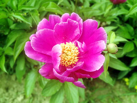 芍药花开